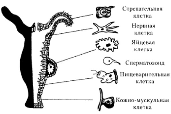 Кракен мага